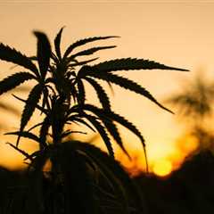 legalizingmarijuana