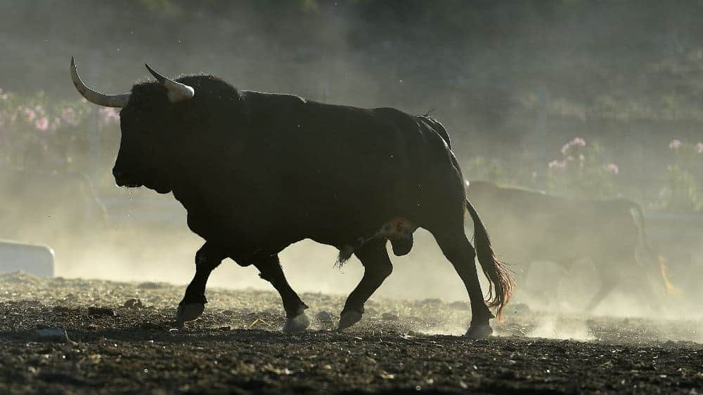 A bull outlined against a field