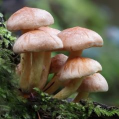 growing mushrooms in retirement